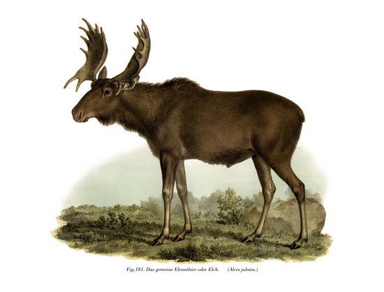 Elk od German School, (19th century)