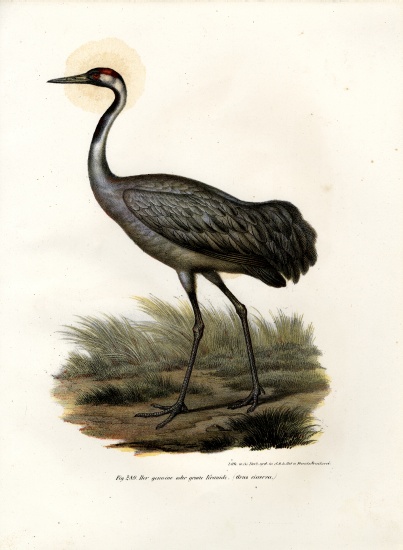 Eurasian Crane od German School, (19th century)