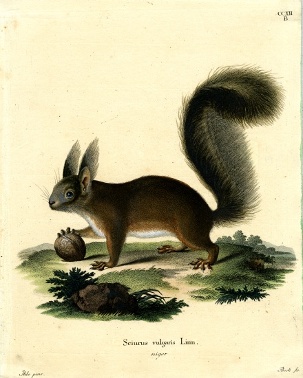 Eurasian Red Squirrel od German School, (19th century)