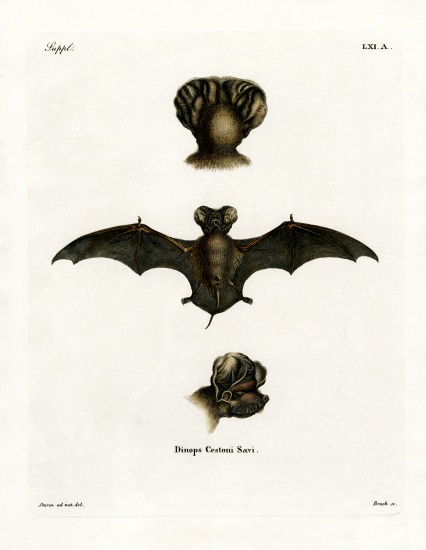 European Free-tailed Bat od German School, (19th century)