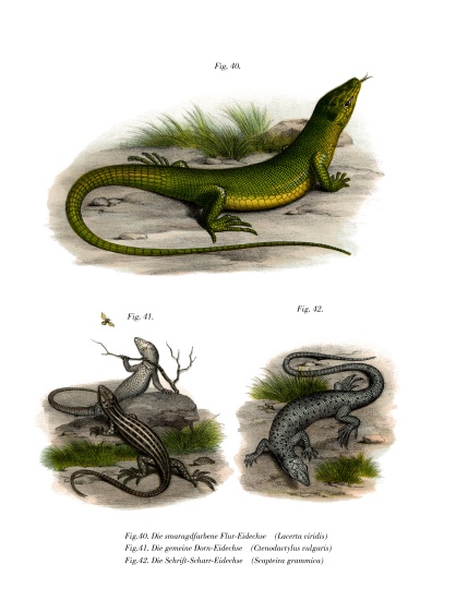 European Green Lizard od German School, (19th century)