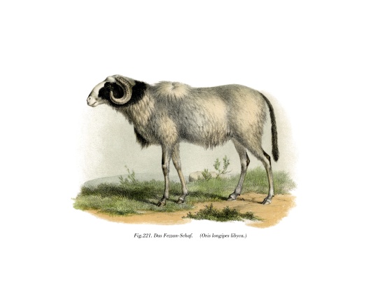 Fezzan-Sheep od German School, (19th century)