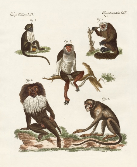 Five kinds of monkeys od German School, (19th century)