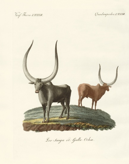 Foreign mammals od German School, (19th century)