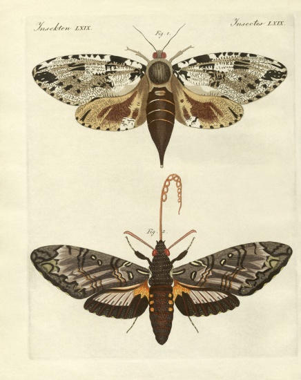 Foreign moths od German School, (19th century)