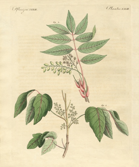 Foreign poisonous plants od German School, (19th century)