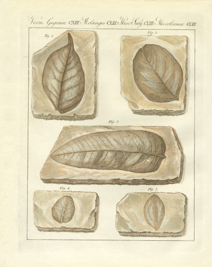 Fossilized leaves from primitive times od German School, (19th century)