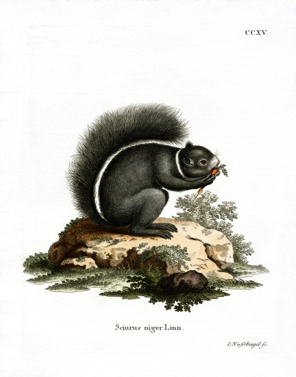 Fox Squirrel od German School, (19th century)