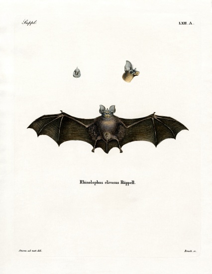 Geoffroy's Horseshoe Bat od German School, (19th century)