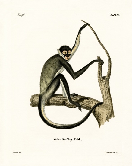 Geoffroy's Spider Monkey od German School, (19th century)