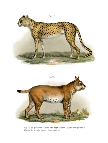 Gepard od German School, (19th century)