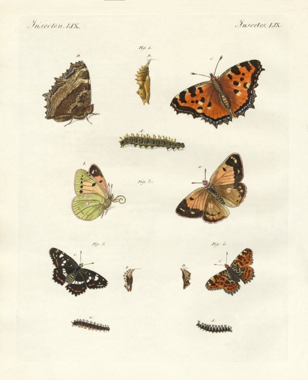 German day-butterfly od German School, (19th century)