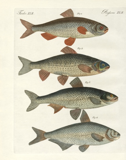 German river fish od German School, (19th century)