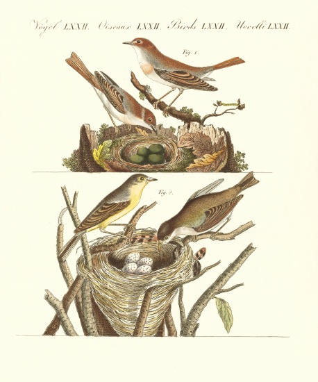 German singing birds od German School, (19th century)