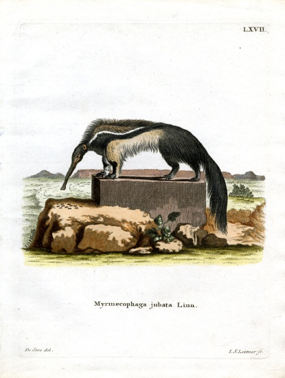 Giant Anteater od German School, (19th century)