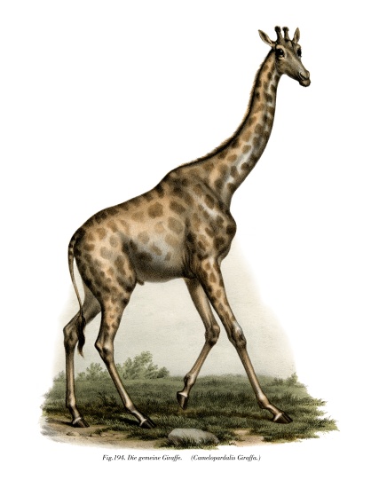 Giraffe od German School, (19th century)