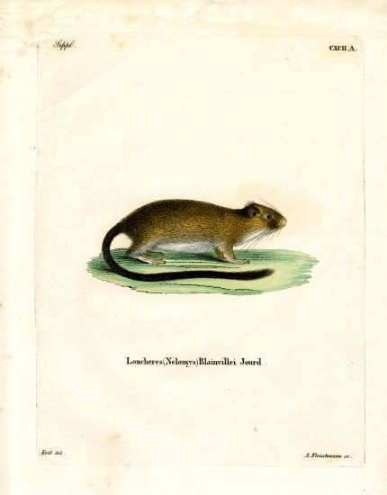 Golden Atlantic Tree Rat od German School, (19th century)