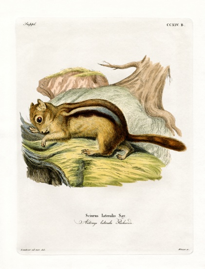 Golden-mantled Ground Squirrel od German School, (19th century)