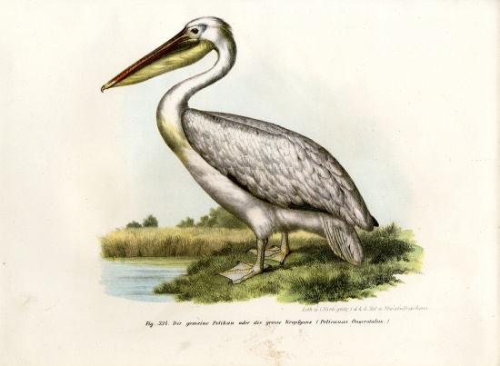 Great White Pelican od German School, (19th century)