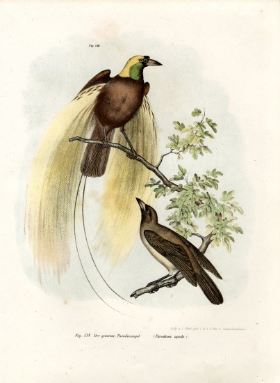 Greater Bird of Paradise od German School, (19th century)