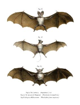 Greater False Vampire Bat