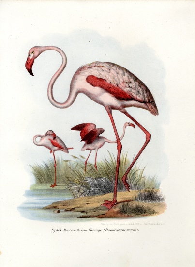 Greater Flamingo od German School, (19th century)