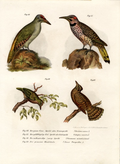 Grey-headed Woodpecker od German School, (19th century)