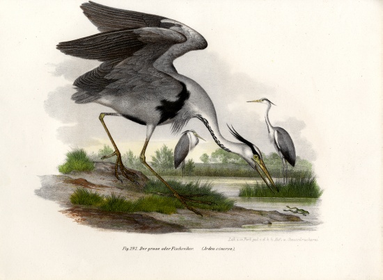 Grey Heron od German School, (19th century)
