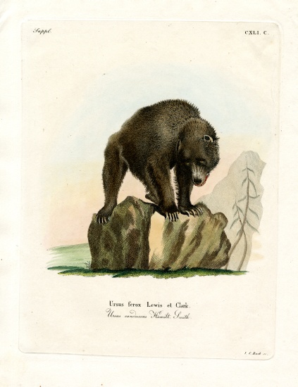 Grizzly Bear od German School, (19th century)