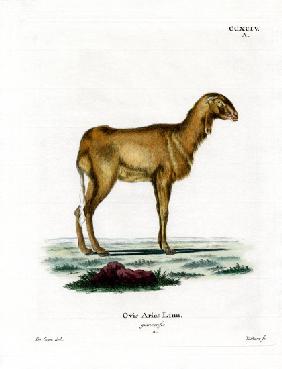 Guinea Sheep