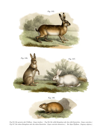 Hare od German School, (19th century)