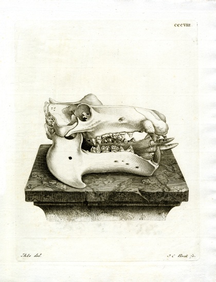 Hippo Skull od German School, (19th century)