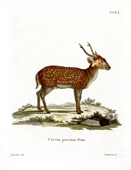 Hog Deer od German School, (19th century)