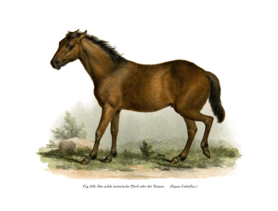 Horse od German School, (19th century)