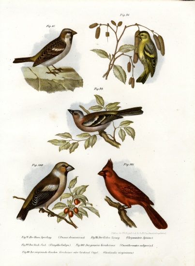 House Sparrow od German School, (19th century)