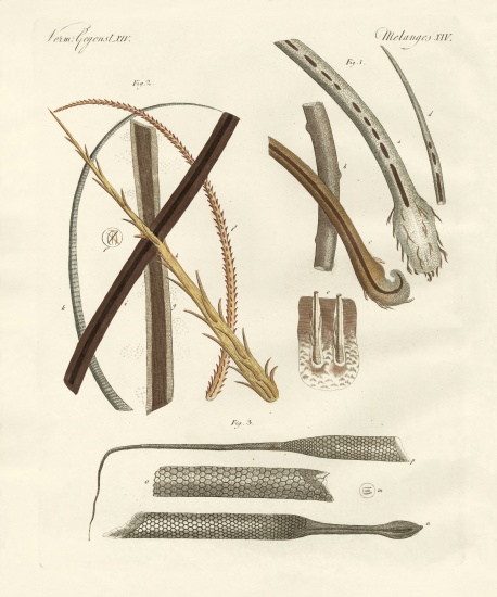 Human and animal hairs od German School, (19th century)