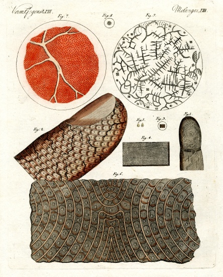 Human skin and blood od German School, (19th century)