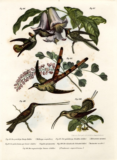 Hummingbird od German School, (19th century)