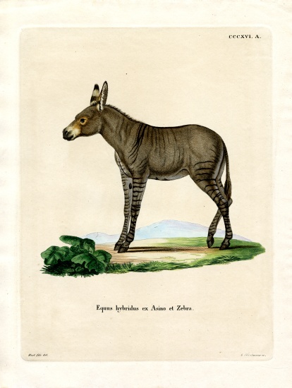 Hybridd Zebra od German School, (19th century)