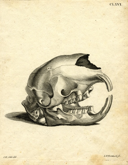 Hyrax Skull od German School, (19th century)
