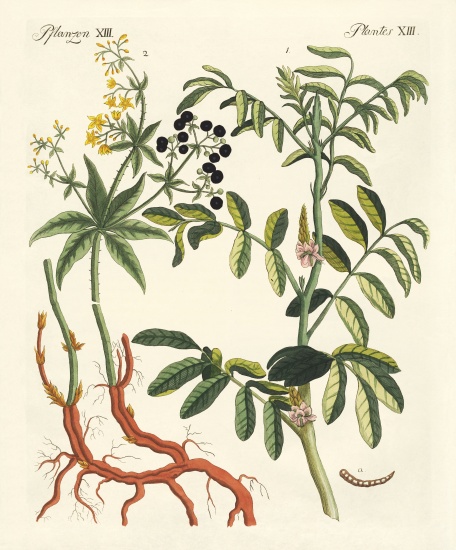 Important dye plants od German School, (19th century)