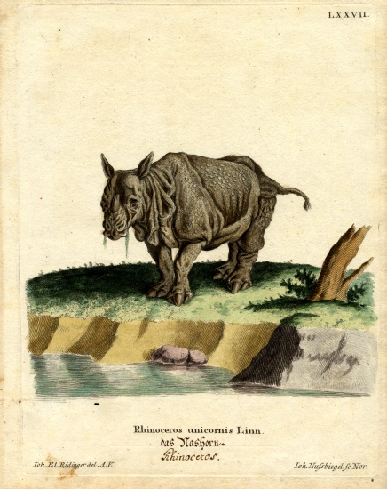 Indian Rhinoceros od German School, (19th century)