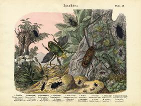 Insects, c.1860