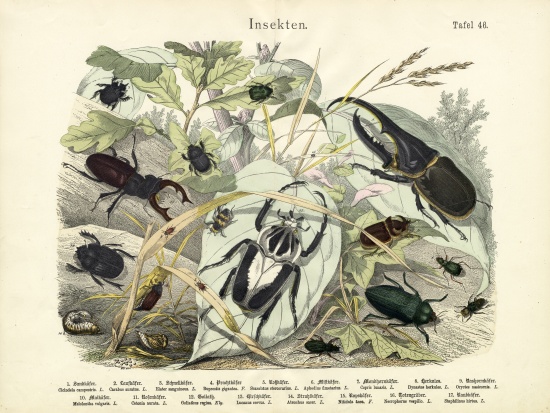 Insects, c.1860 od German School, (19th century)