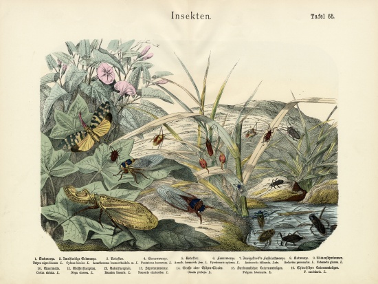 Insects, c.1860 od German School, (19th century)