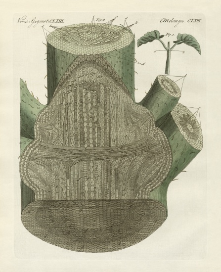 Internal hole of the common bean plant od German School, (19th century)