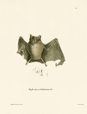 Ipanema Bat