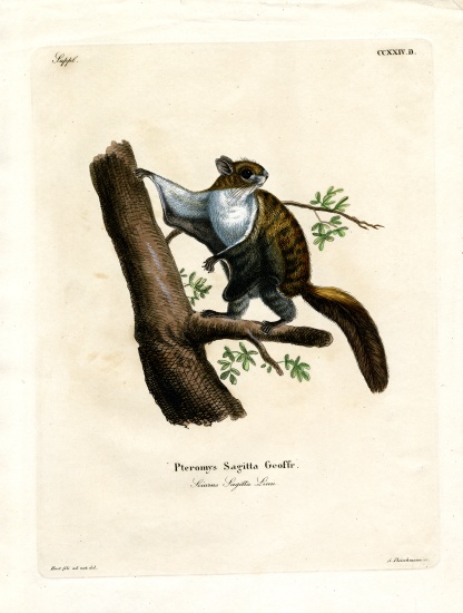 Javan Flying Squirrel od German School, (19th century)