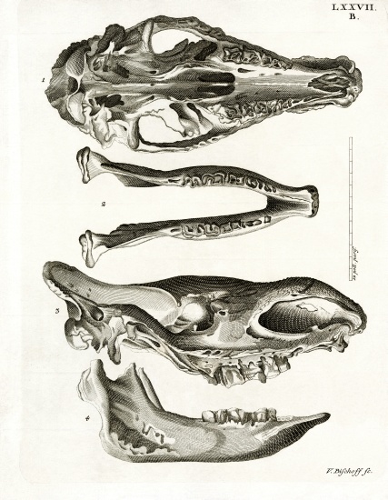 Jaw Bones od German School, (19th century)