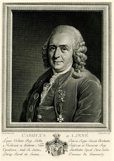Karl von Linné od German School, (19th century)